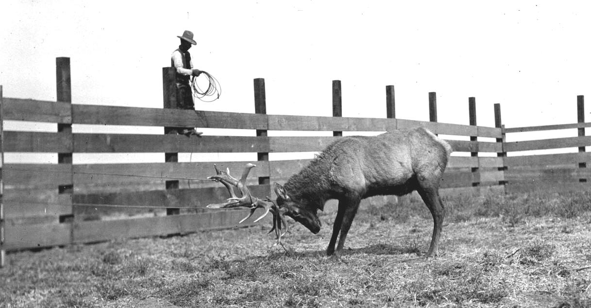 Bull Elk in Corral Button Willow