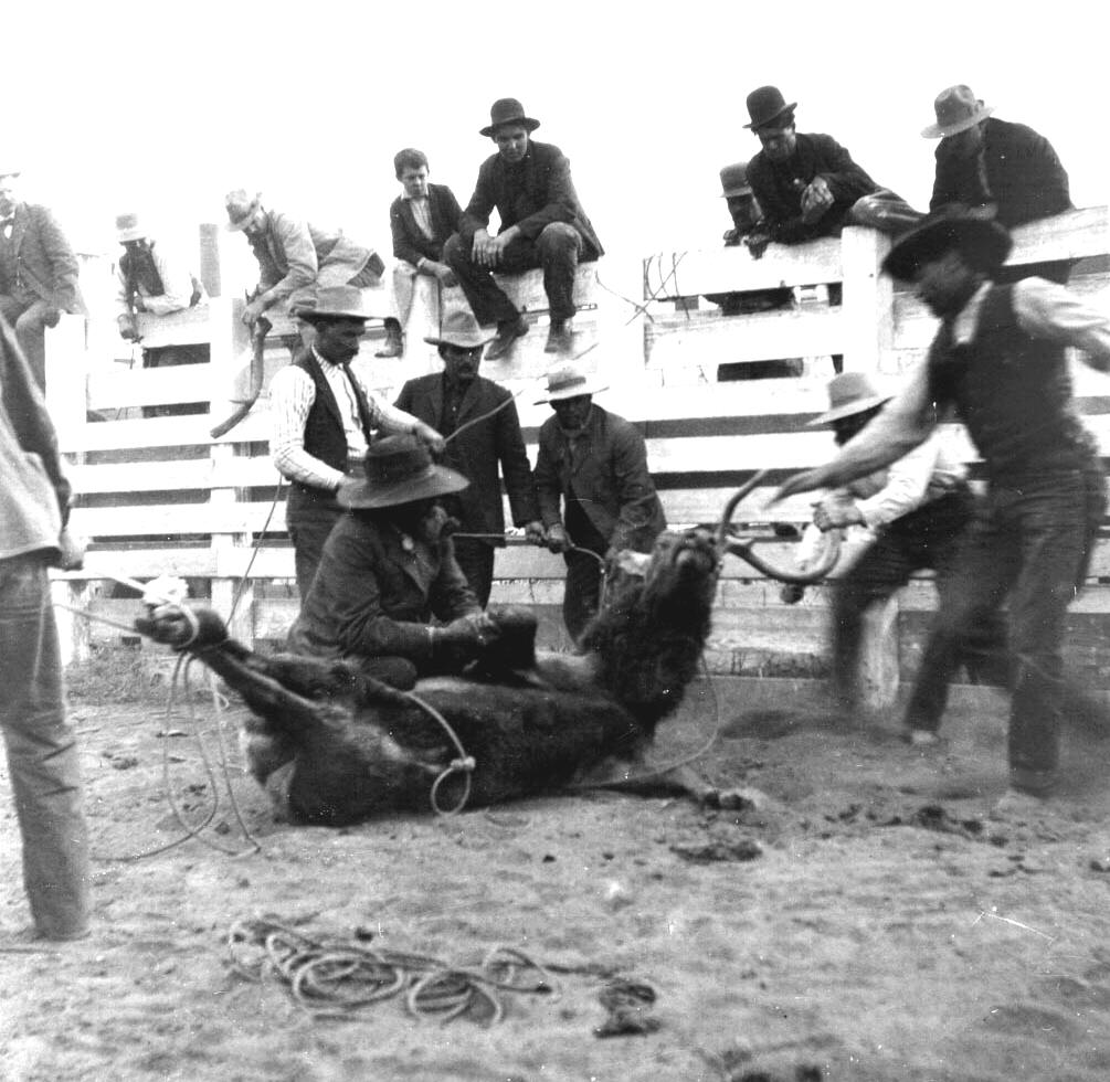 Tule Elk - rounding up and tying, sawing off antlers