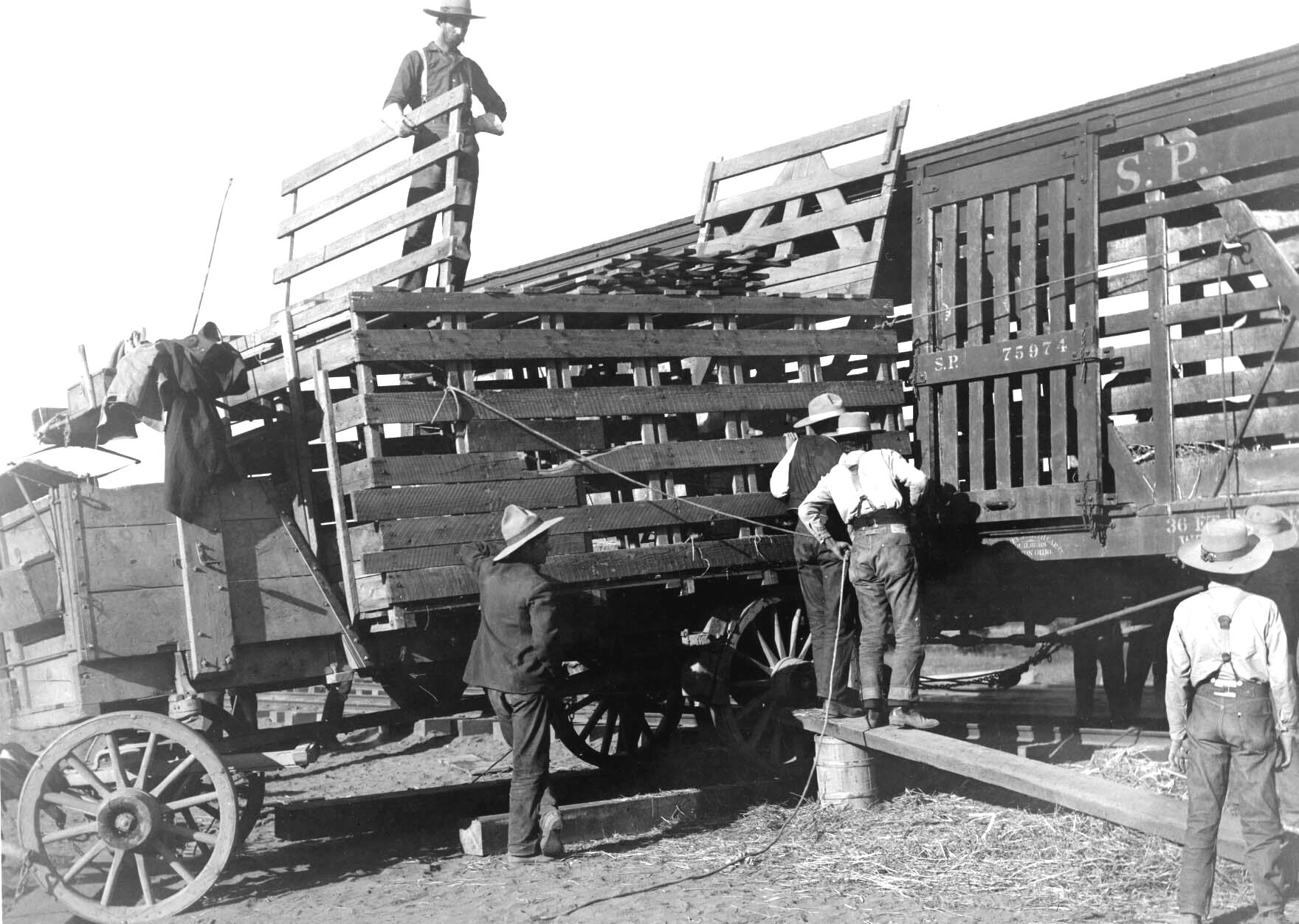 Tule Elk Roundup - Loading crates